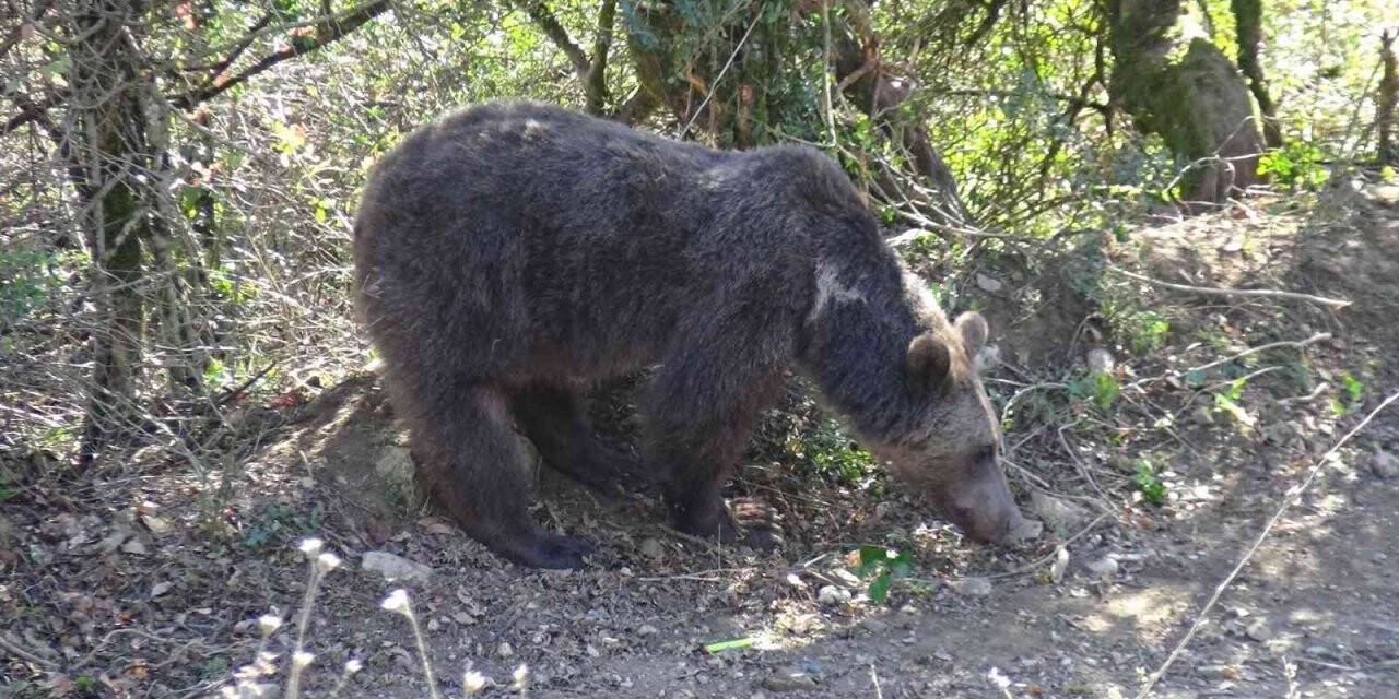 Domuz tuzağına yakalanan ayı kurtarıldı