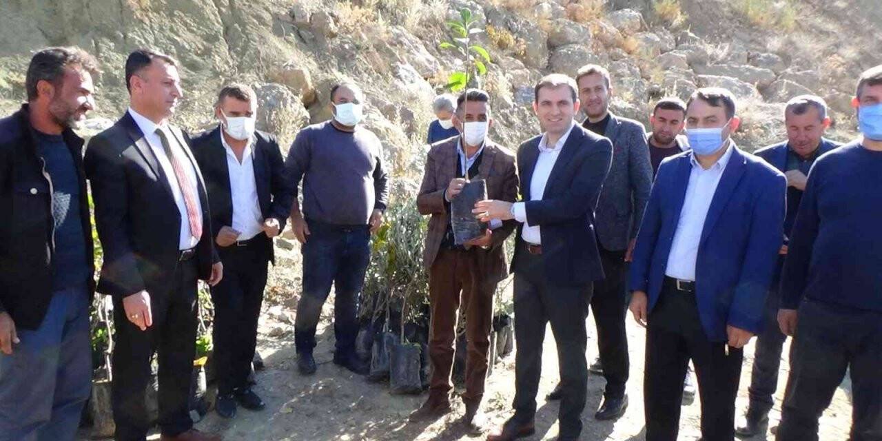 Batman zeytin diyarı olma yolunda