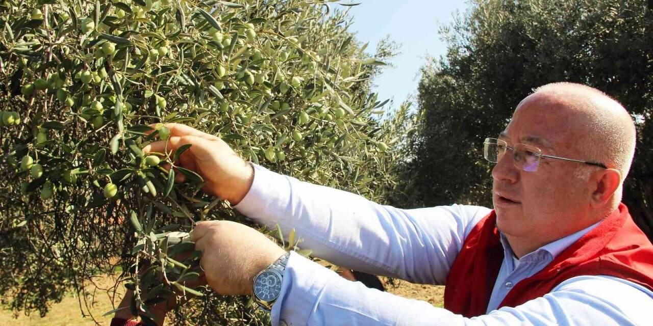 Zeytinyağları ihtiyaç sahiplerine dağıtılacak