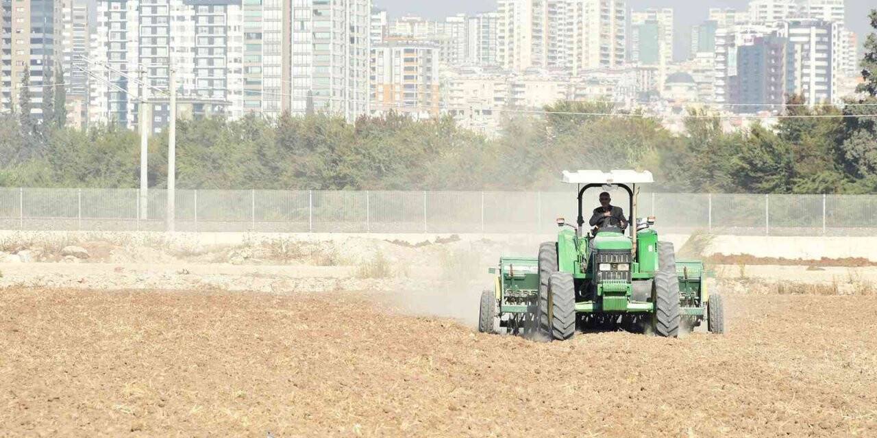 Tarsus Belediyesi, yerli buğday ekimine başladı