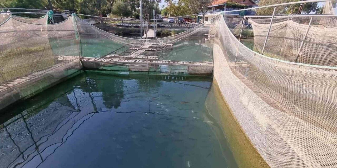 Manavgat Irmağı üzerindeki balık çiftliğinde 13 bin alabalık telef oldu