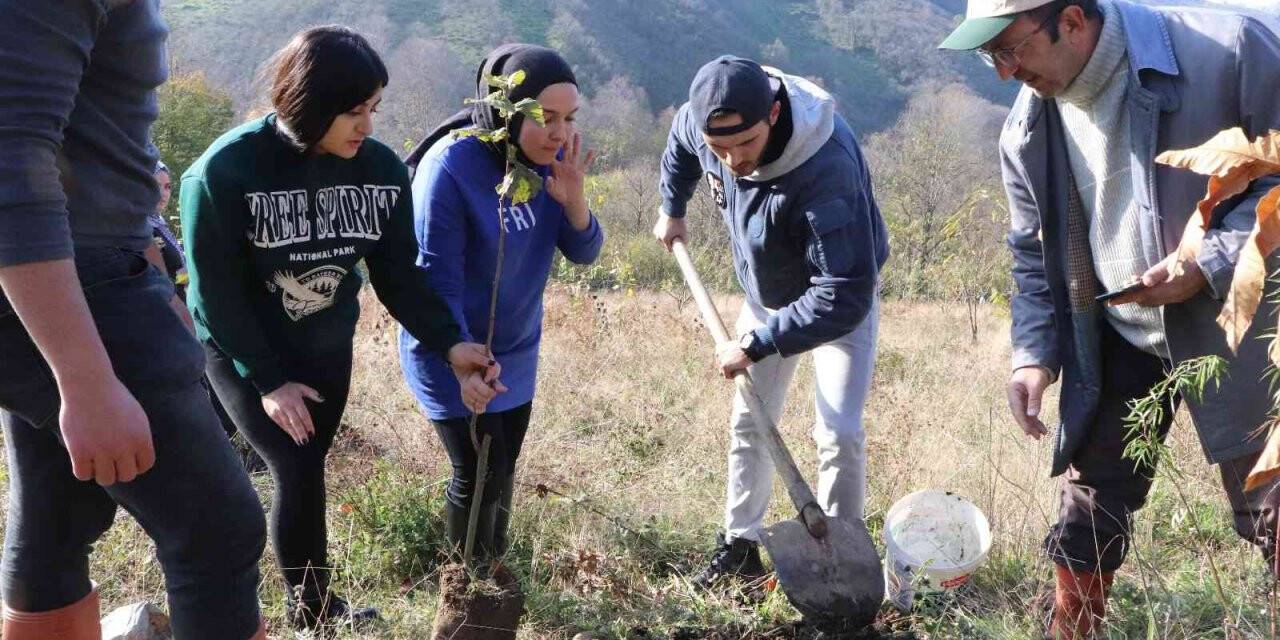 OMÜ’lü öğrenciler fındık fidanlarını toprakla buluşturdu