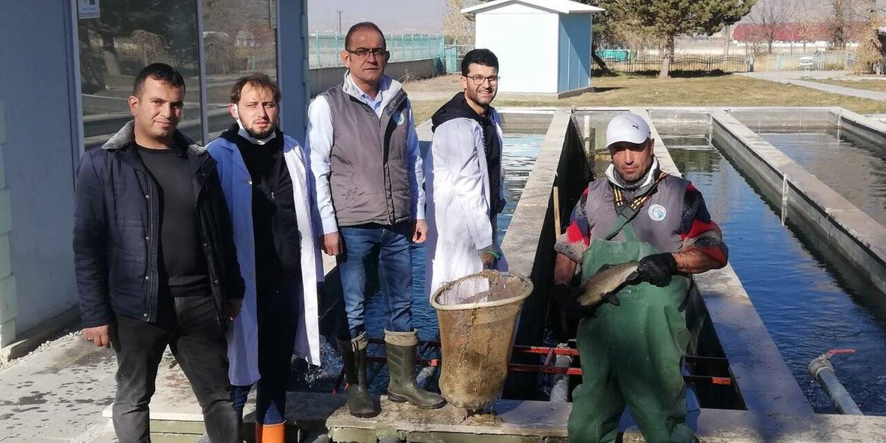 Atatürk Üniversitesi balık üretim çiftliğinde balık sağımı dönemi
