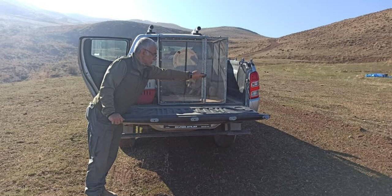 Jandarma tarafından bulunan tilki, doğal ortamına bırakıldı