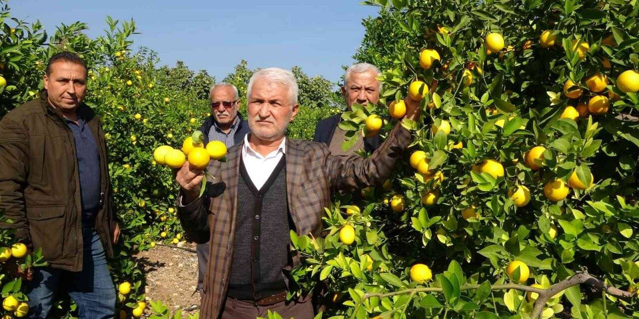 ’Limon kooperatif marketlerinde satılsın’ çağrısı