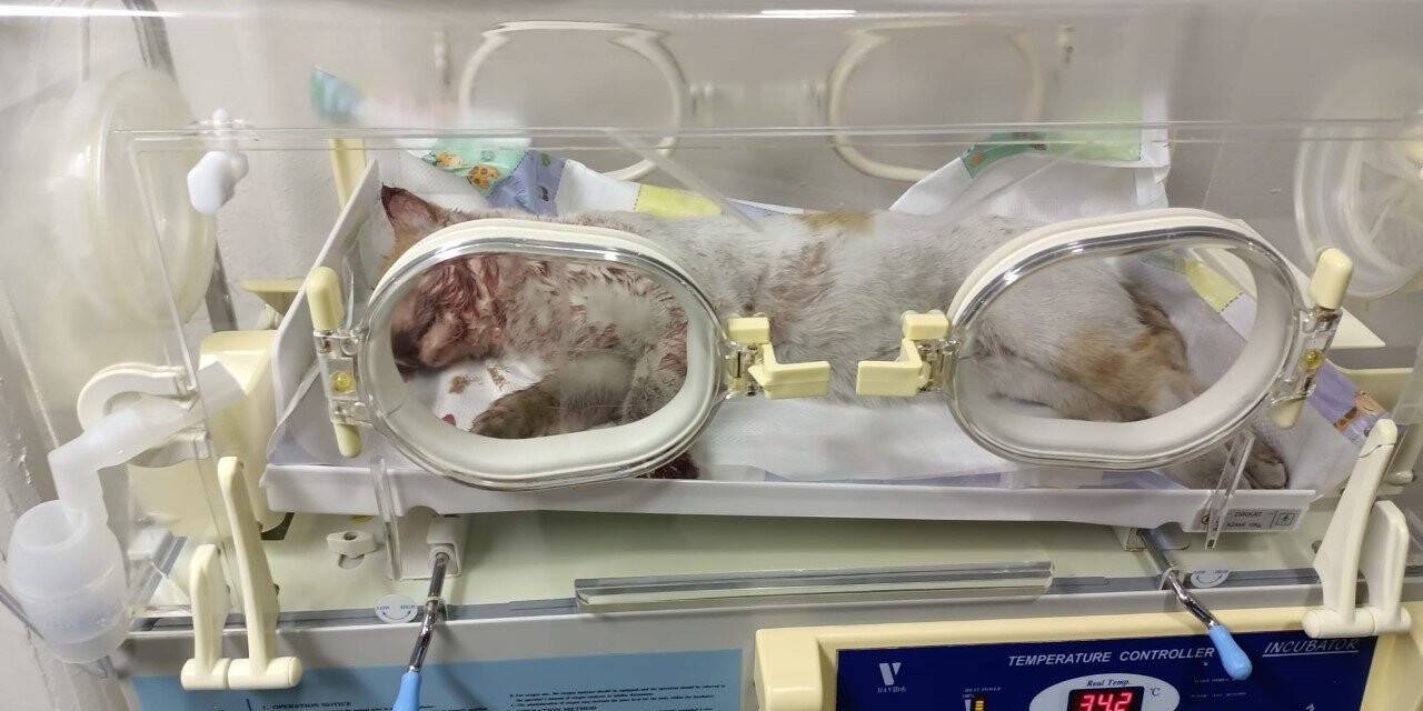 Aracın çarptığı kedi tedavi altına alındı