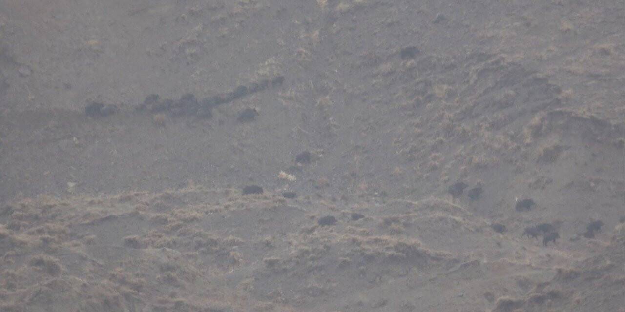 Ağrı’da yağmurdan kaçmaya çalışan domuz sürüsü kameralara yansıdı