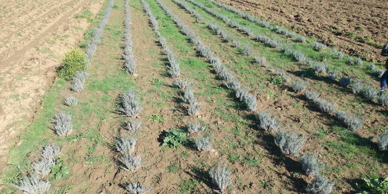 Sinop’ta ilk defa ekildi, verimi yüz güldürdü