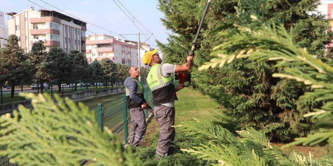 Samsun’u süsleyen ağaçlara kış bakımı