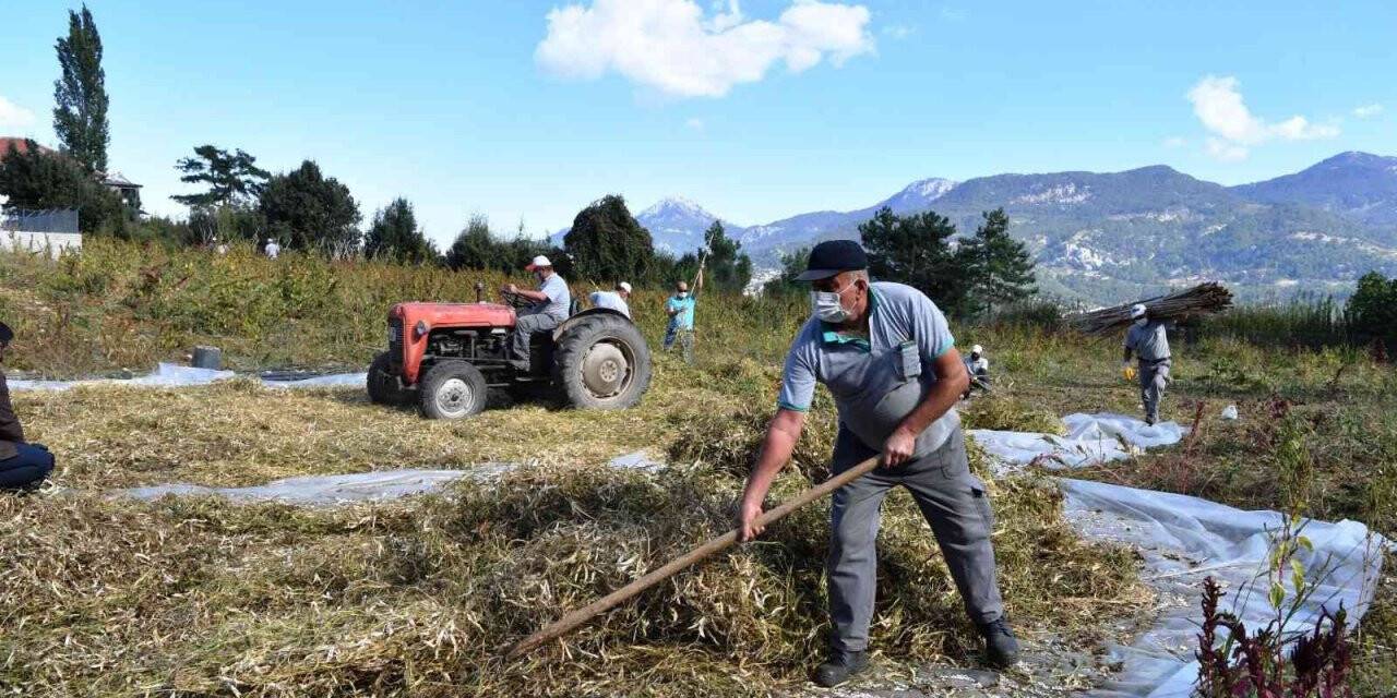 Çandır fasulyesinin hasatı tamamlandı