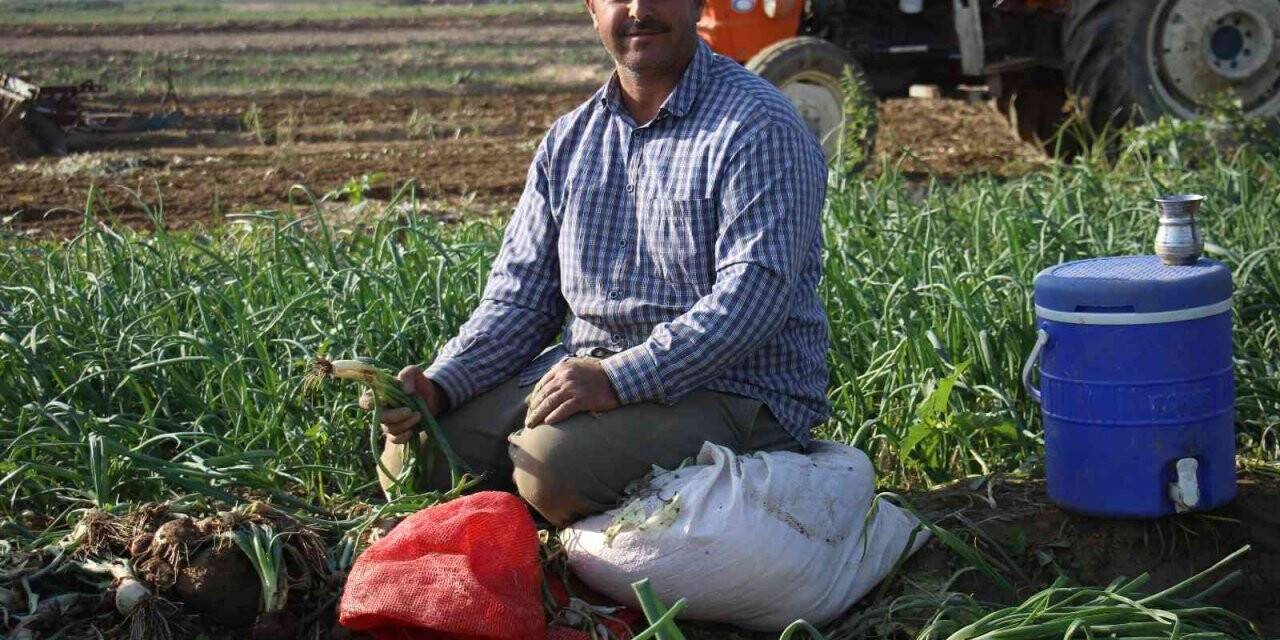 Taze soğan, üreticisini memnun etmiyor