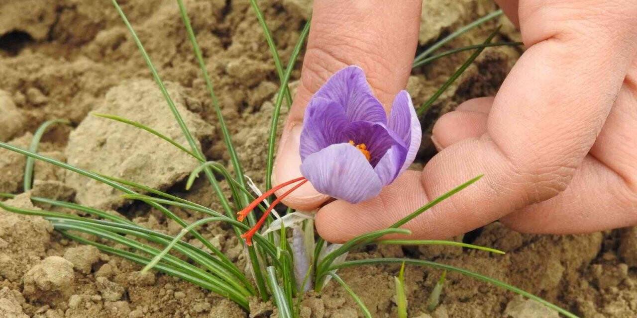 Edirne’de safran hasadı