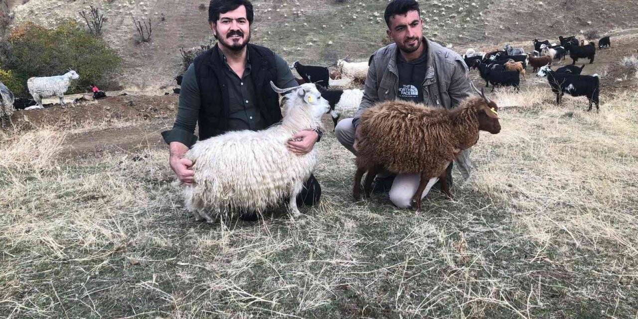 Siirt’te tiftik keçisi koruma altına alındı