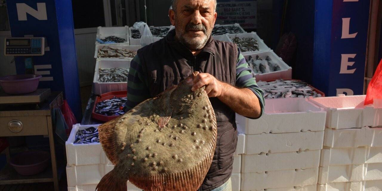 Kalkan balığı altınla yarışıyor: Kilosu 250 lira