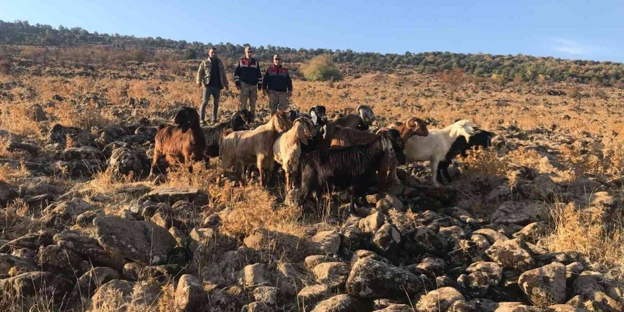 Kurt saldırısında kaybolan hayvanlar bulundu