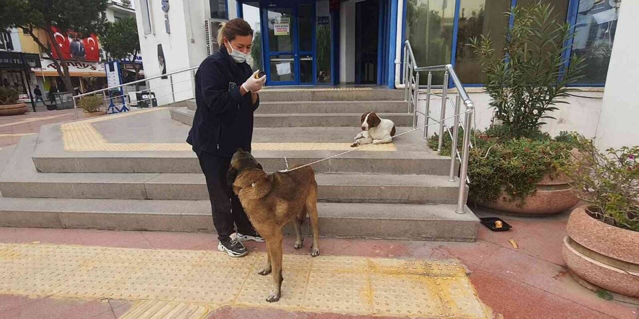 Kuşadası Belediyesi’nden hasta sokak köpeğine yardım eli