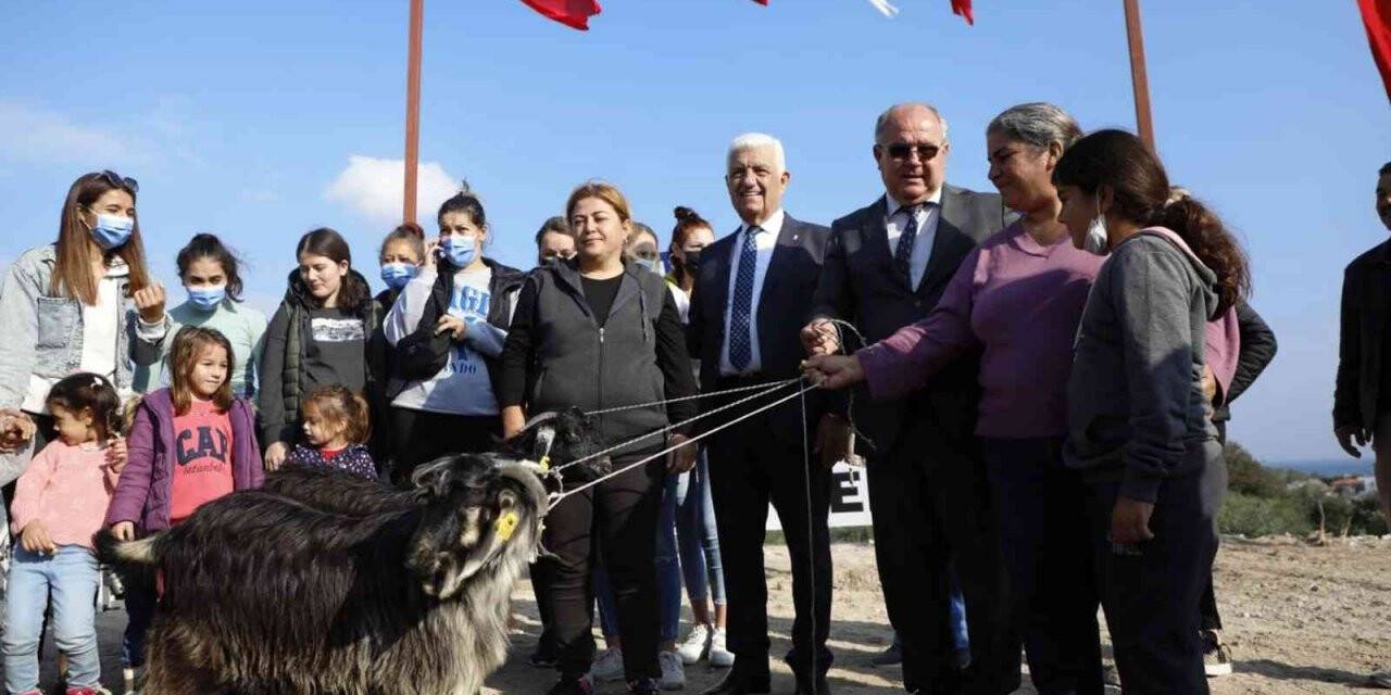 Kadın üreticilere kıl keçisi dağıtımı sürüyor