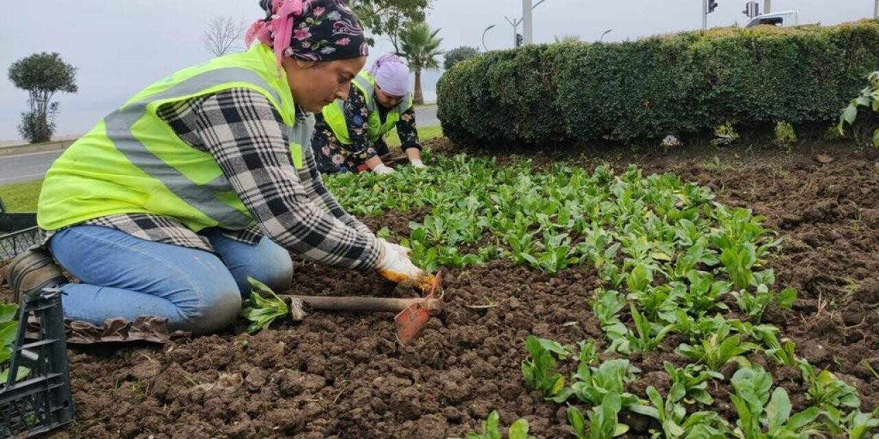 Ordu’da mevsimlik çiçekler toprakla buluşuyor