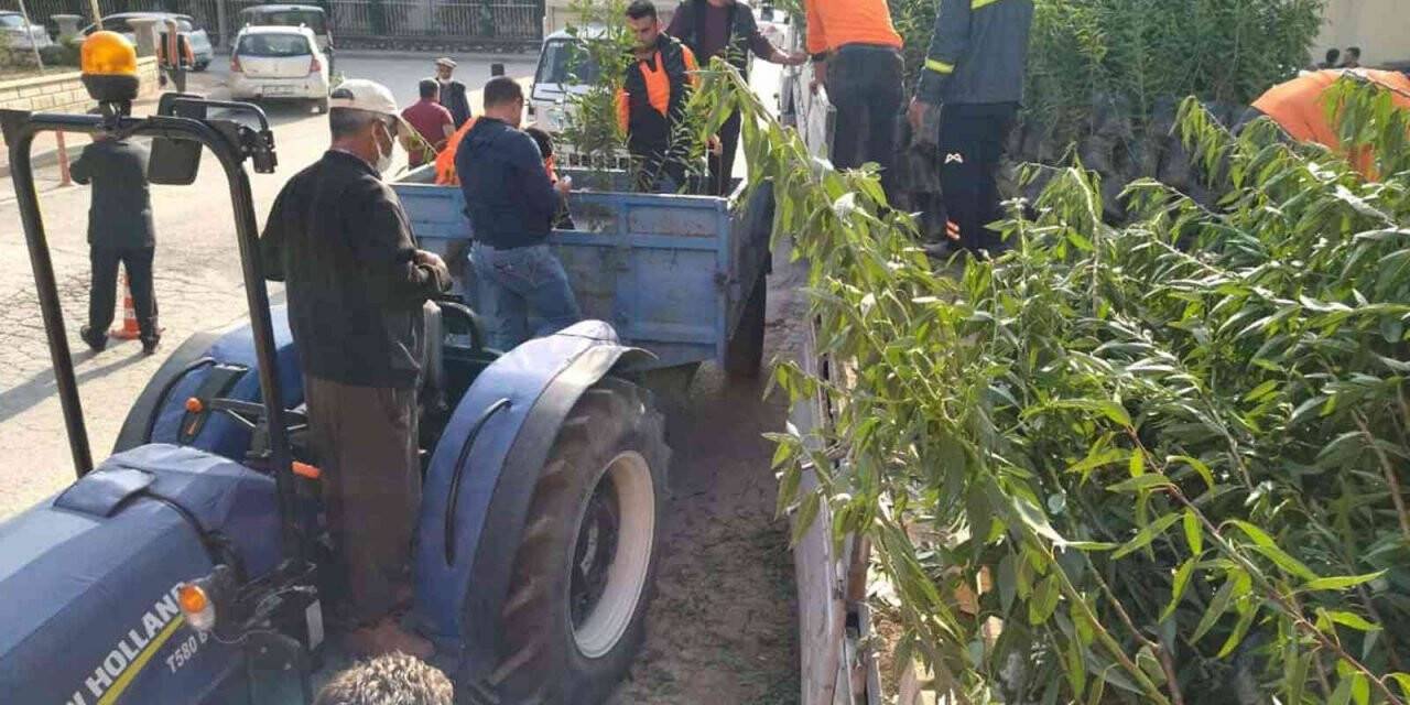 Mut’ta üreticiye bin 640 badem fidanı dağıtıldı