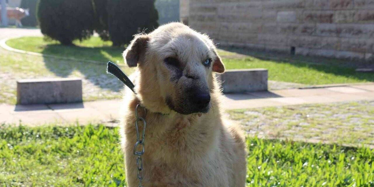 Kanser hastası köpeğin inanılmaz değişimi