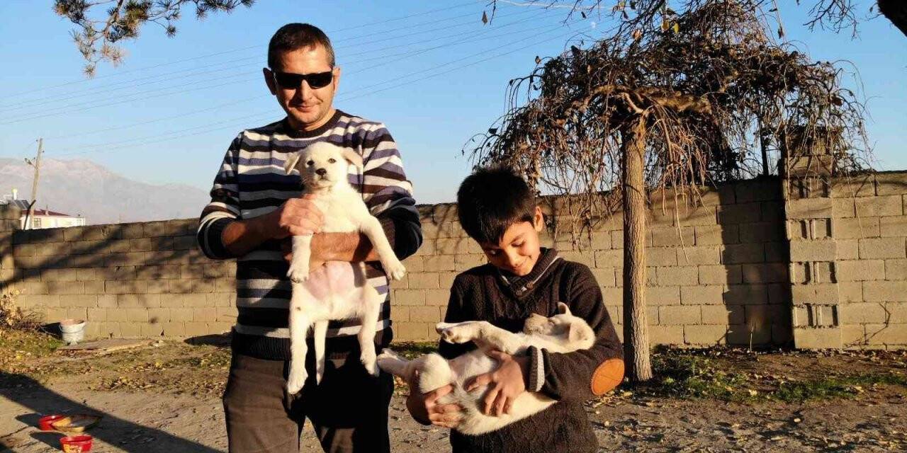 Ölmek üzereyken bir çocuk tarafından bulunan iki yavru köpek, Özdemir ailesinin neşe kaynağı oldu