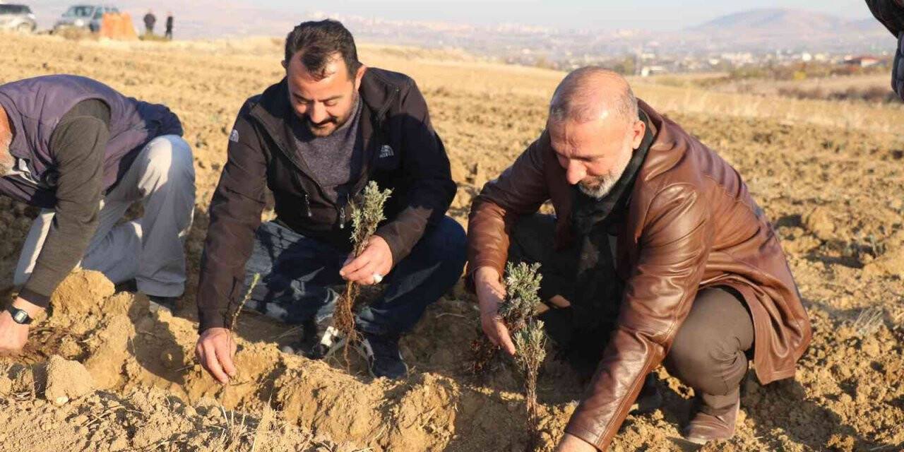 Elazığ’da 24 bin adet lavanta toprakla buluştu