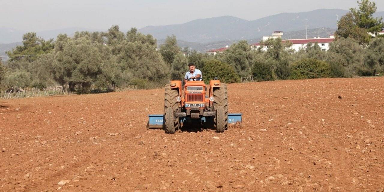 Bodrum Belediyesi Karakılçık Buğdayı ve Kanola tohumlarını toprakla buluşturdu