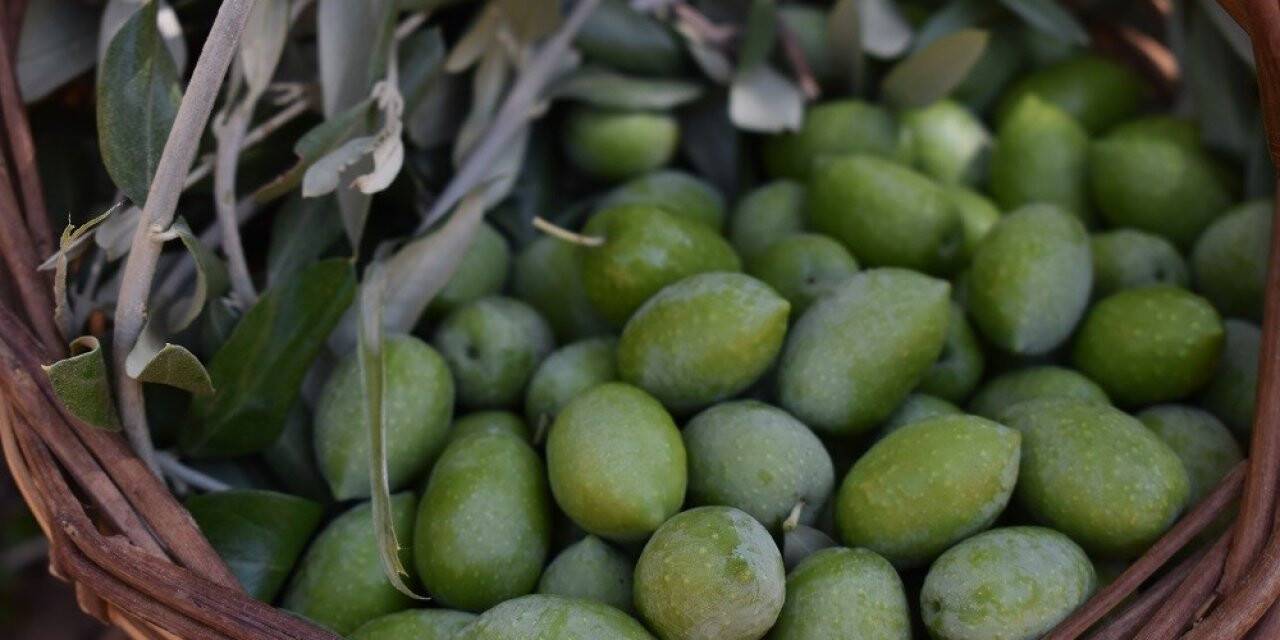 2021 yılı Zeytin ve Zeytinyağı Rekolte Tahmin Çalışmaları tamamlandı