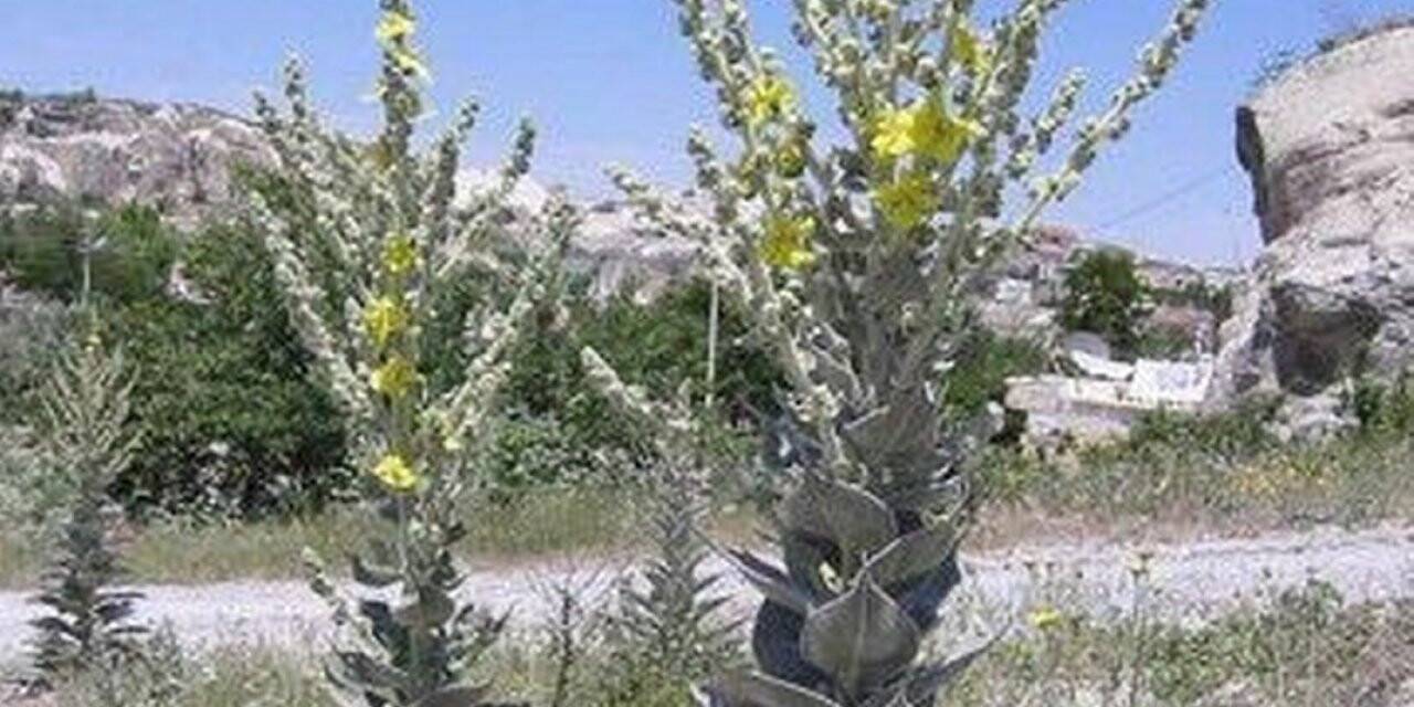 Kütahya’nın 6 endemik bitki türü koruma altında