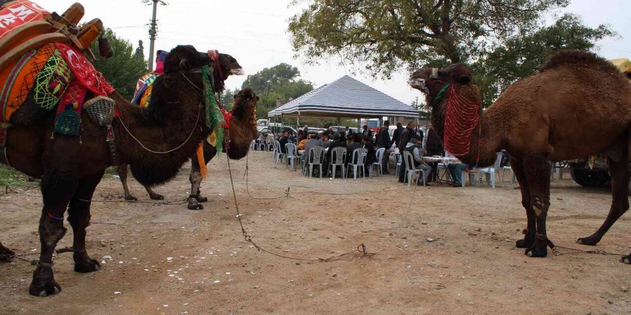 Aydın’da keşkek kazanı develer için kaynadı