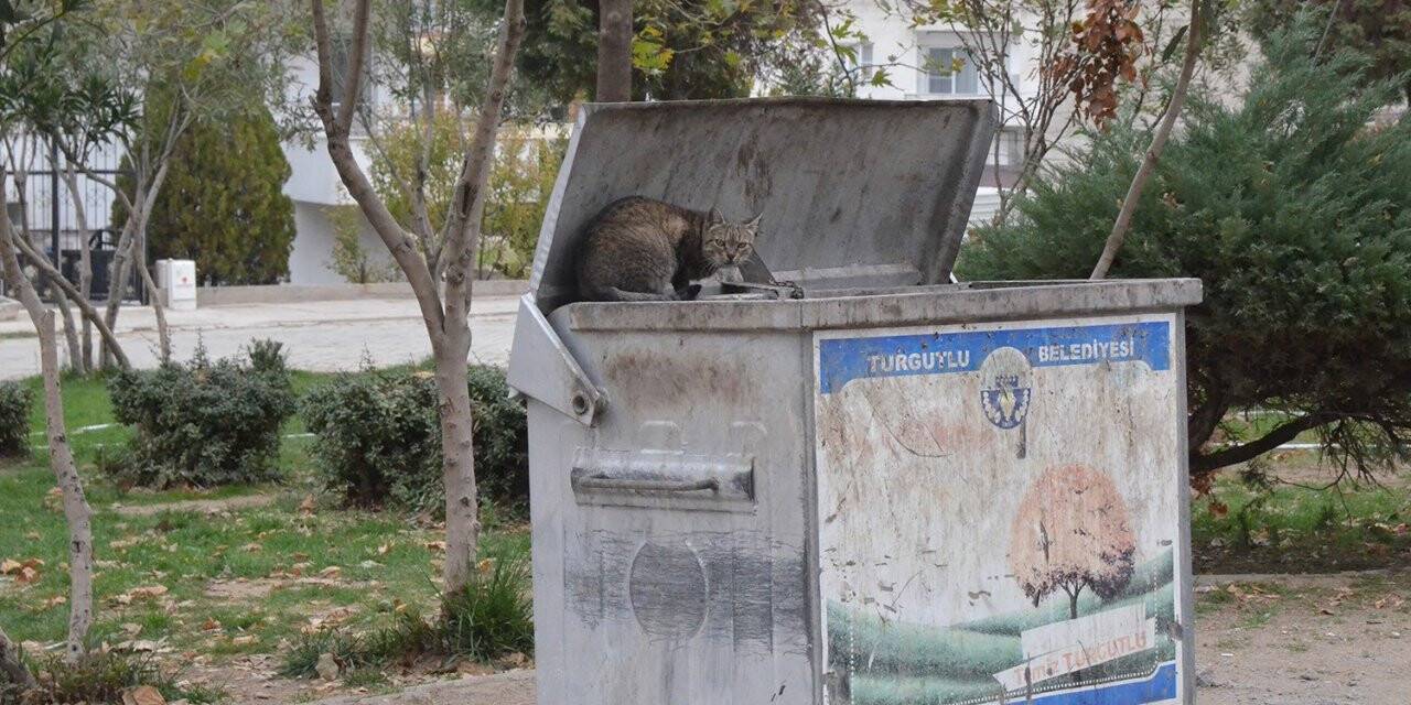 Turgutlu’da kedi vahşeti