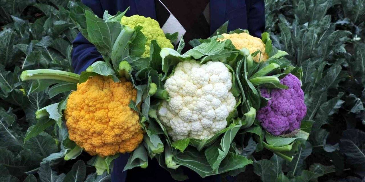 Karnabaharlar renklendi, talebe yetişemiyorlar