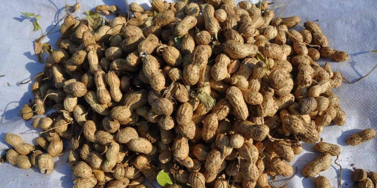 Gübreden ve sudan tasarruf için mısır yerine yer fıstığı