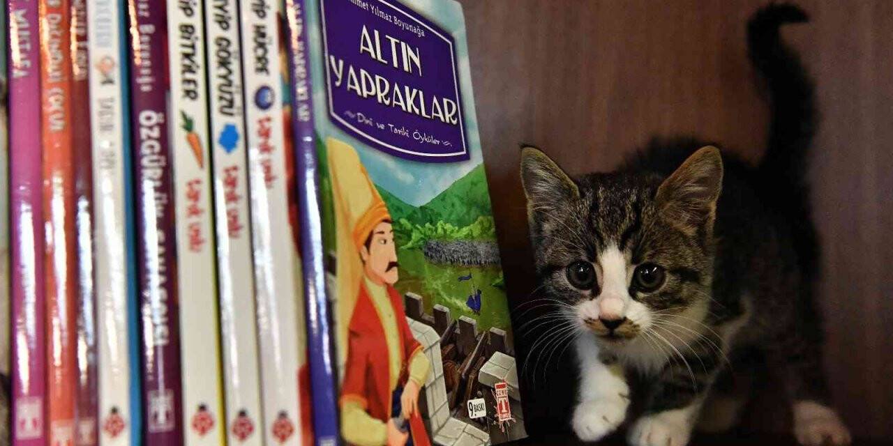 Bu Kıraathanede ev sahibi kediler