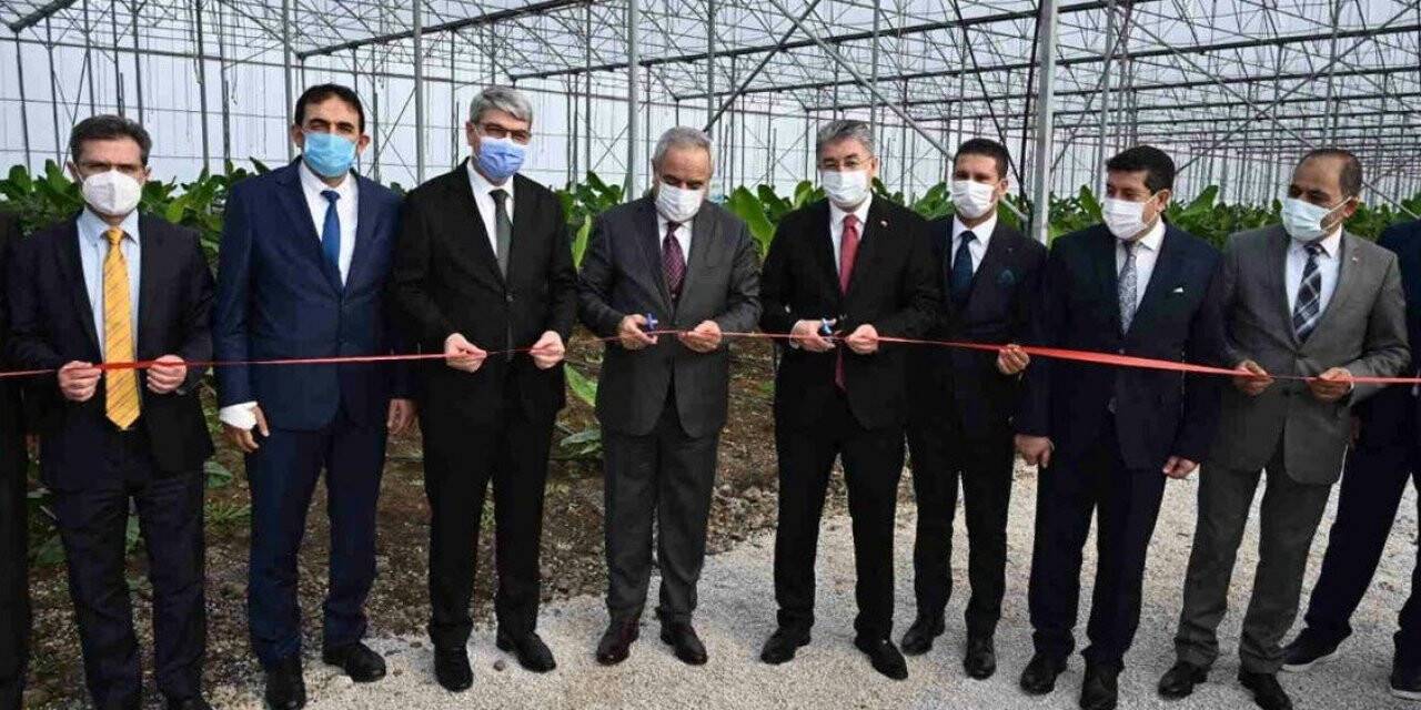 Bakan Yardımcısı Tunç, OSB’de kurulan muz serasının açılışını yaptı