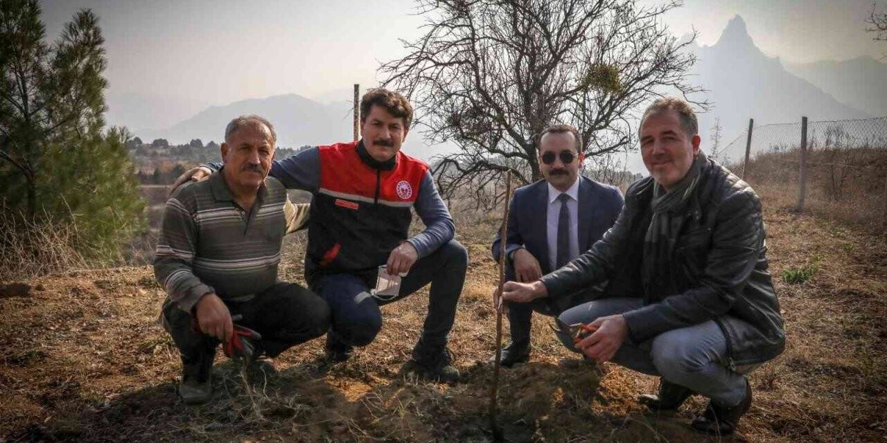 Boş tarlalar meyve ile bereketlenecek