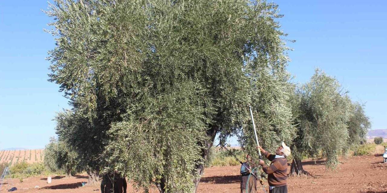 Zeytin hasadına yağmur engeli