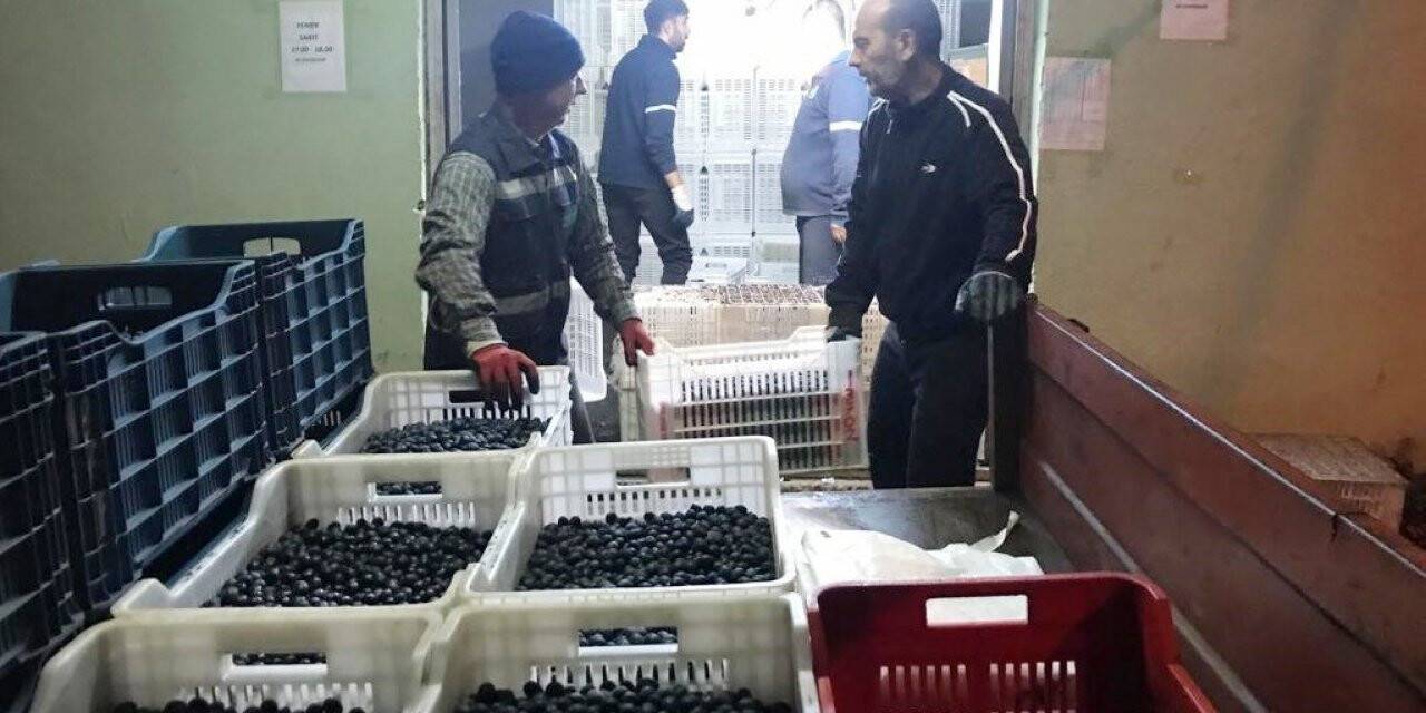 Erdek’in zeytini yok satıyor