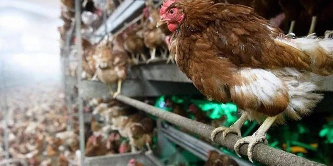 2 milyon 575 bin hayvan nakledildi