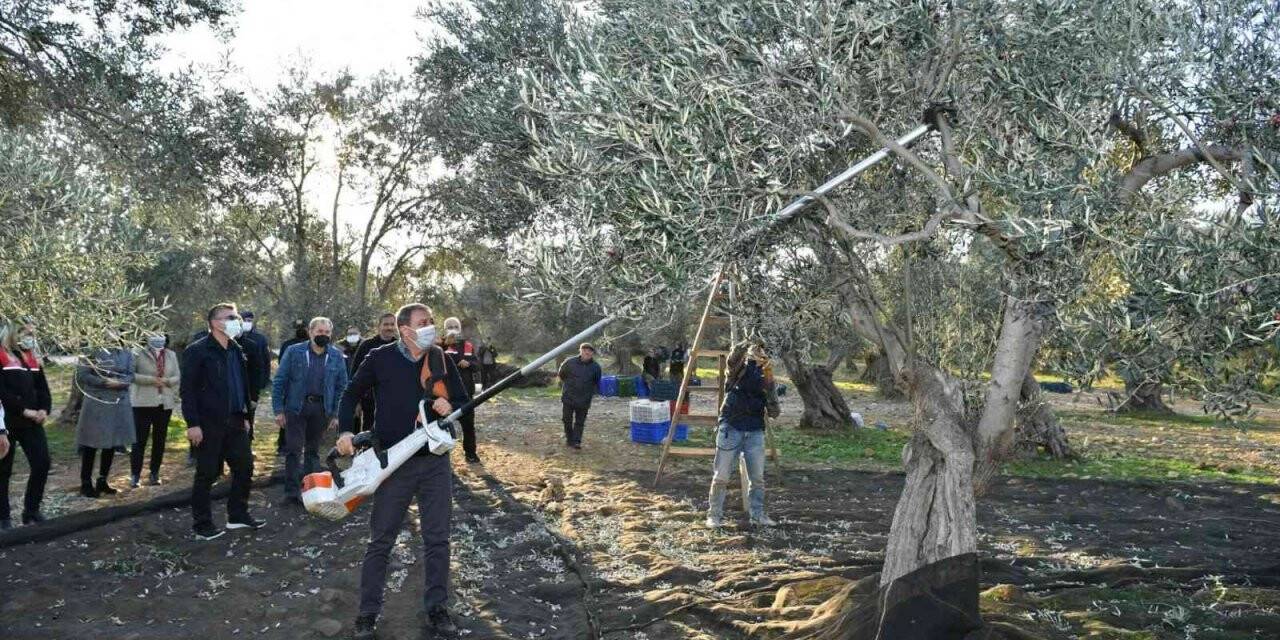 Balıkesir Valisi Şıldak zeytin hasadı yaptı