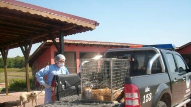 Kuveyt, Sokak Köpeklerini Sınır Dışı Edecek