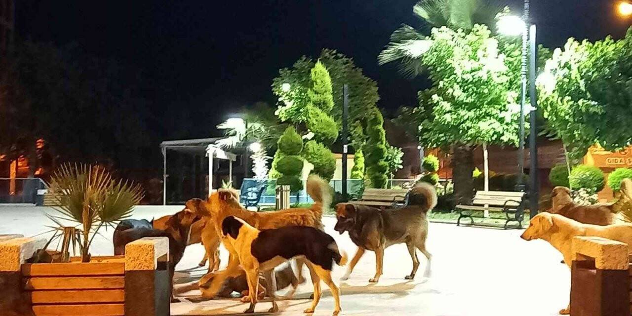 Köşk’te sokak köpekleri korku salmaya başladı