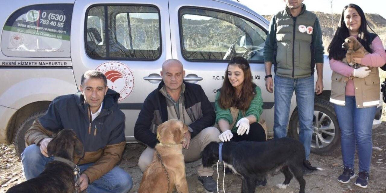 Hayvan hastalıklarıyla mücadelede yeni uygulama ’Mikroçip’
