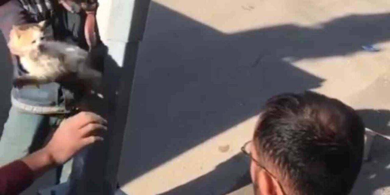 Batman’da kedi için direği yerinden söktüler