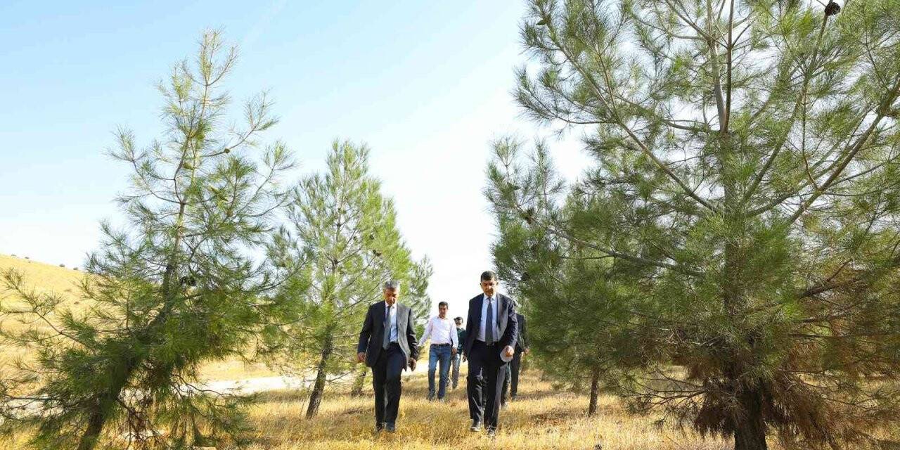 Fadıloğlu elleriyle diktiği fidanlardan oluşan ormanları gezdi