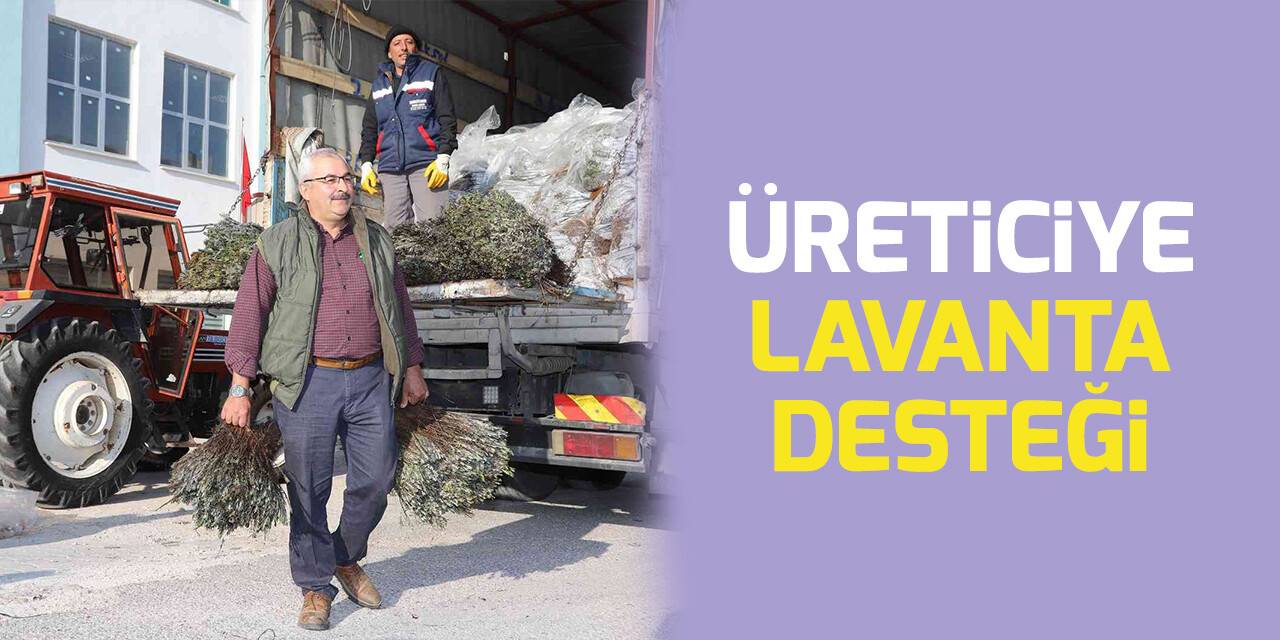 Konya Büyükşehir üreticiye lavanta desteğini sürdürüyor