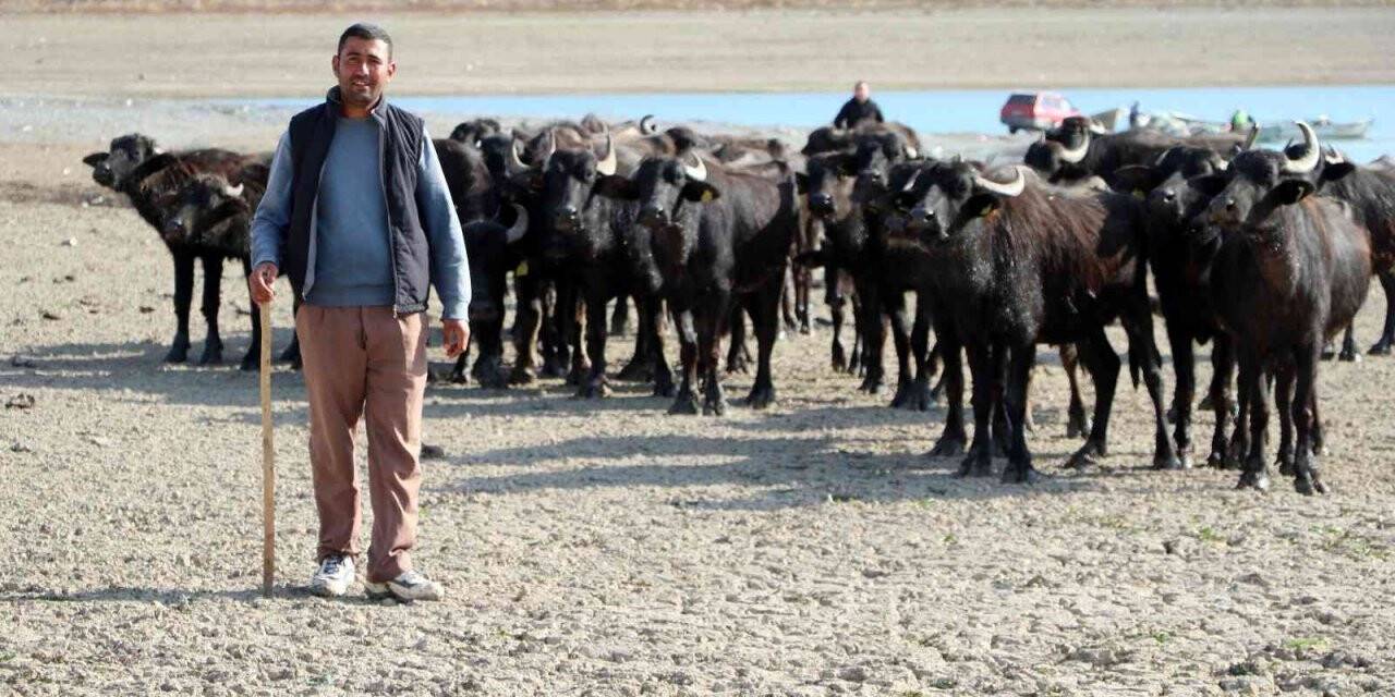 Suları çekilen baraj zemininde hayvanlarını otlatmak için 4 kilometre yol kat ediyor