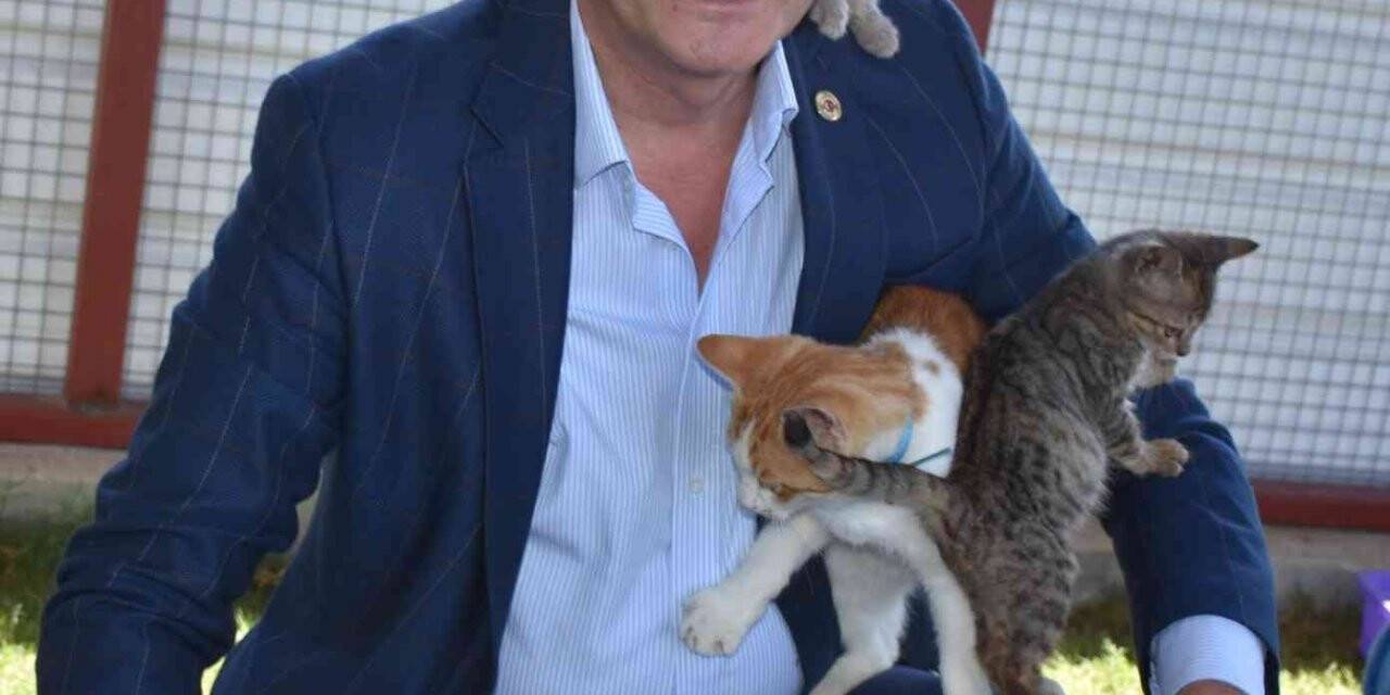 Başkan Atabay, sokak hayvanlarına yapılan kötü davranışları kınadı