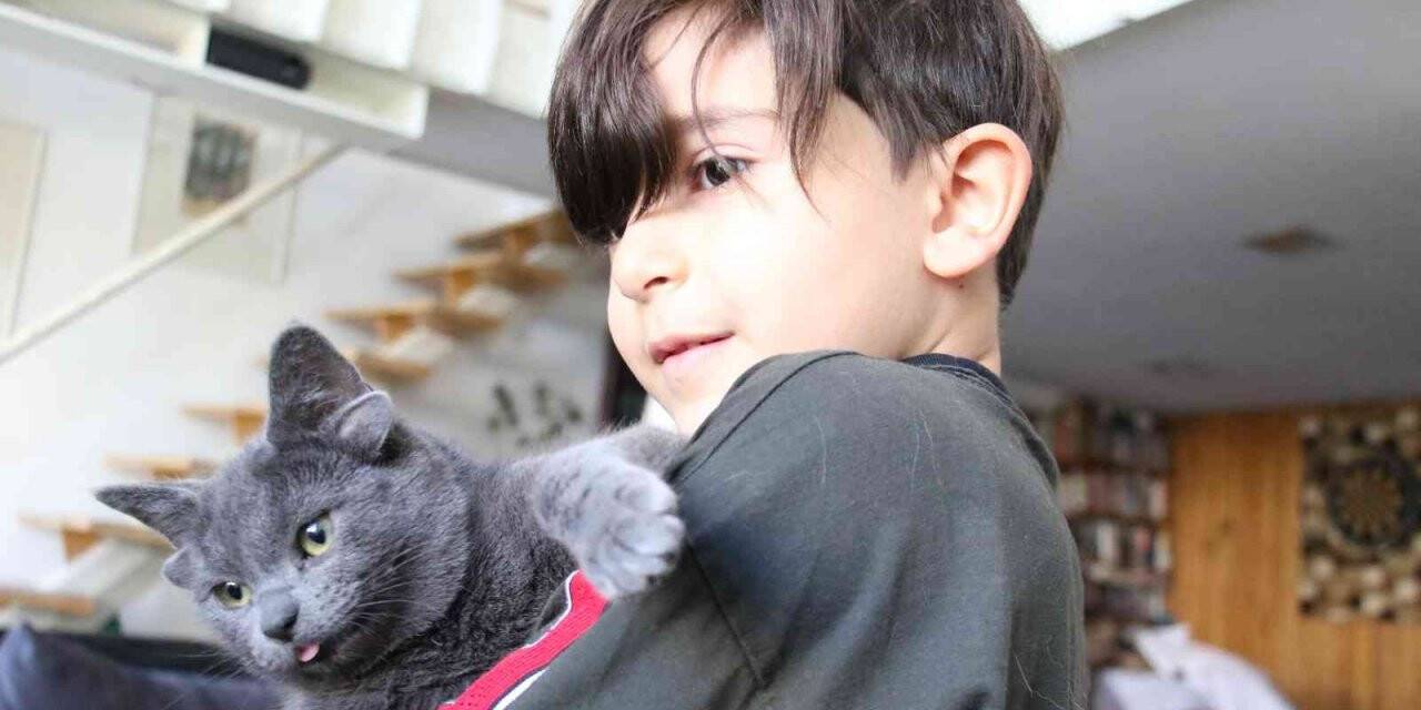 Sosyal medya fenomeni dört kulaklı kedi “Midas”ın başı sahte hesaplarla dertte