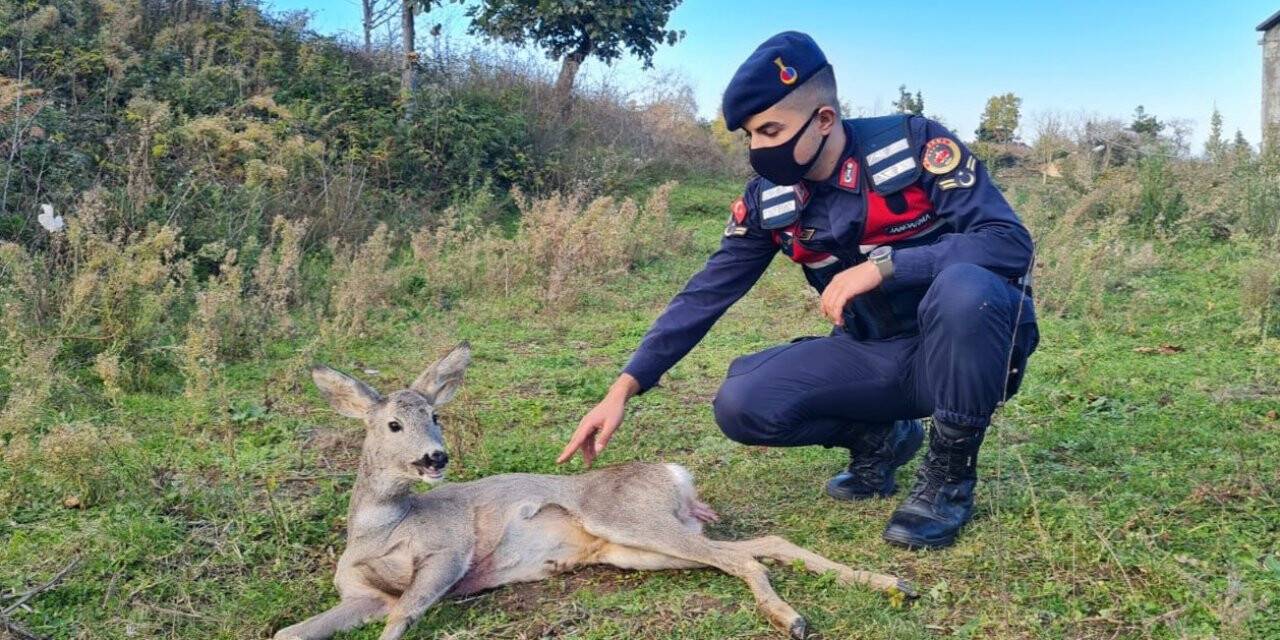 Yaralı karacanın imdadına jandarma yetişti